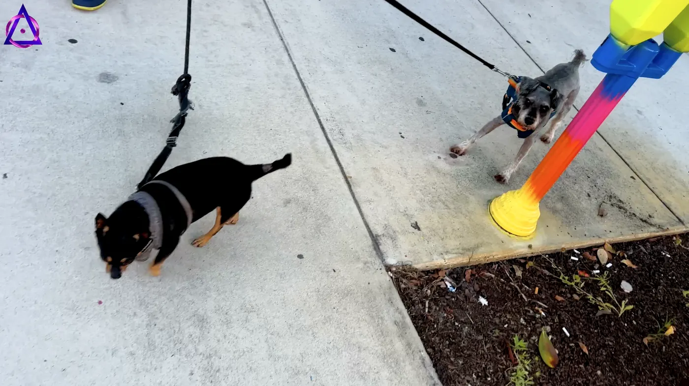 Personas paseando perros en Wilton Manors