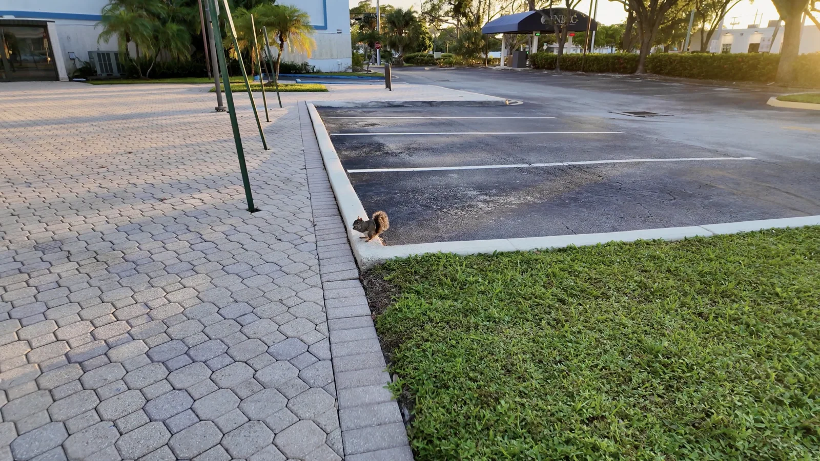 Una ardilla junto a la acera
