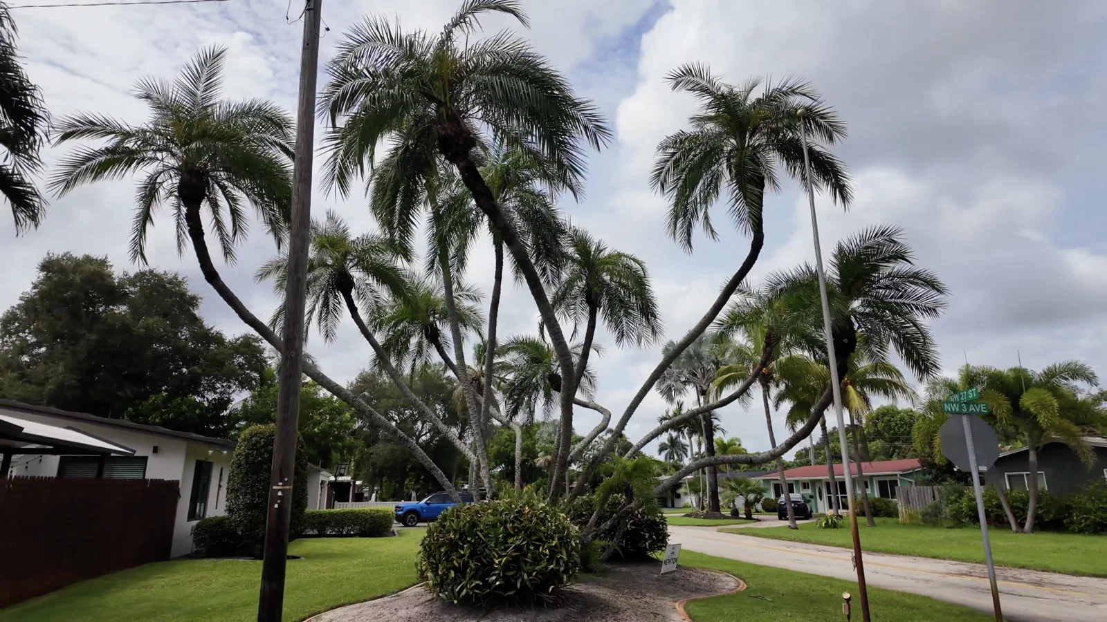 Palmeras en una esquina del vecindario